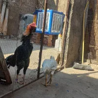 خروس لاری اوشامو|حیوانات مزرعه|پاکدشت, پاکدشت (مامازند)|دیوار