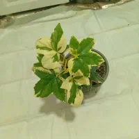 فروش گلهای طبیعی وله ژیرنزدیک هه واربرضه