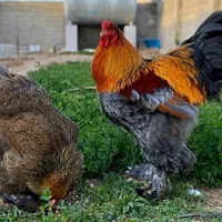 فروش ویژه جوجه برهما بزرگ هیکل