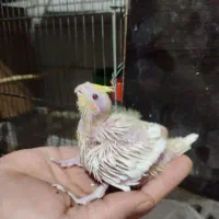 جوجه عروس هلندی