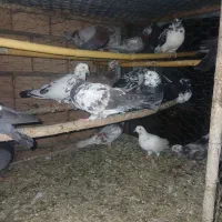 کبوتر تکپر ساعتی