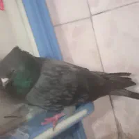 کفتر بازی زن