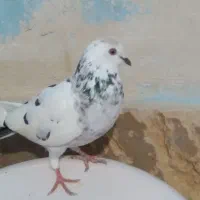 کبوترقشنگ|پرنده|خورموج, |دیوار