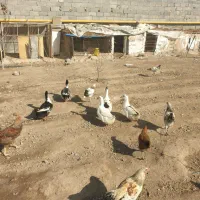 اردک نر و خروس|حیوانات مزرعه|پاکدشت, حصار امیر|دیوار