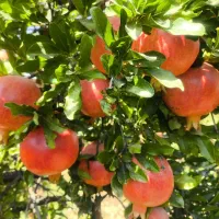 کارشناس رشد تناژ و تغذیه خاک|خدمات باغبانی و درختکاری|صدرا-فارس, فاز ۲|دیوار