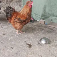 خروس