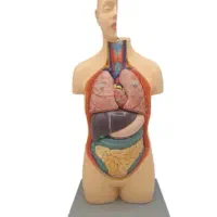 آناتومی بدن انسان کامل بزرگ