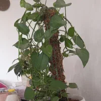 پایه گلدون فرفوژه