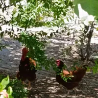 مرغ تخم گذار