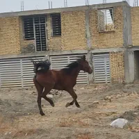 اسب مادیان کرد