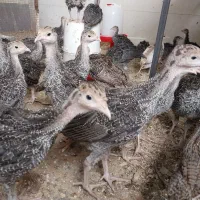 بوقلمون