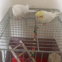 عروس هلندی ۹ ماهه