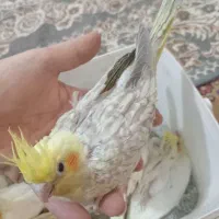 جوجه عروس هلندی ۵۰ روزه|پرنده|اصفهان, رهنان|دیوار