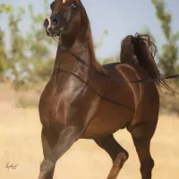 اجاره پانسیون‌‌