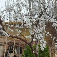 خدمات و نگهداری از معلولین