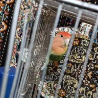 یک عدد کوتوله نر