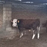 گوساله نر قرمز سیمینتال