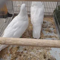 جفت کبوتر سفید همدانی|پرنده|فولادشهر, مسکن مهر فولادشهر|دیوار