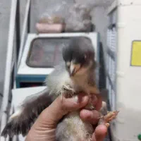 جوجه های خوشگل کاکلی پاپر