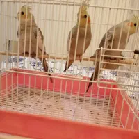 عروس هلندی 3 ماهه آهویی