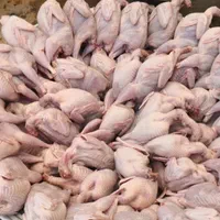 فروش بلدرچین تازه کشتار روز خانگی