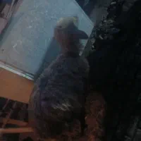 بره|حیوانات مزرعه|خان ببین, |دیوار