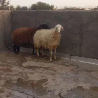 گوسفند