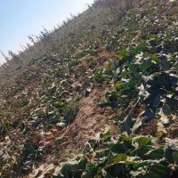 چقندر|خوردنی و آشامیدنی|فیروزه, |دیوار