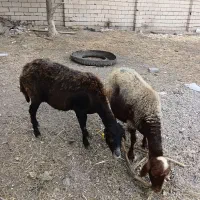 دوعدد گوسفند برای قربانی