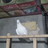 کبوترنر سفید