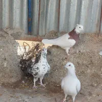 دسته کرمانی بهبهانی