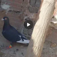 کفتر فروشی نر|پرنده|اسفراین, |دیوار