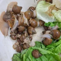 حلزون|خزنده|مشهد, یوسفیه (شهرک غرب)|دیوار