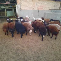 گوسفند میش بره قوچ بز|حیوانات مزرعه|قلندر آباد, |دیوار