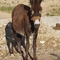 الاغ