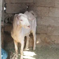 تروشک|حیوانات مزرعه|میرجاوه, |دیوار