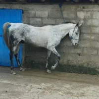 نریان کردخالص مدارکدار|اسب و تجهیزات اسبسواری|پرهسر, |دیوار