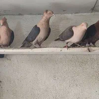 ارشینگل|پرنده|لنجان, |دیوار