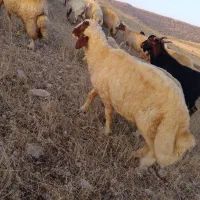 سنجابی|حیوانات مزرعه|دالاهو, |دیوار