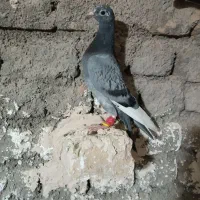 کفتر|پرنده|تربت‌حیدریه, پائین ولایت|دیوار