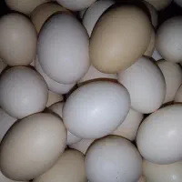 تخم مرغ‌محلی