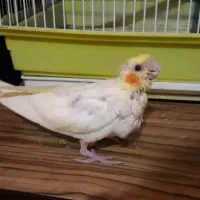 جوجه لوتینو