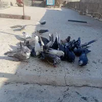 کبوترپرشی