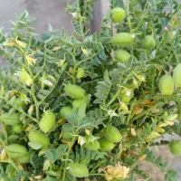 اکانت منچرز