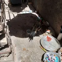 خروس