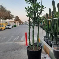 کاکتوس وگیاهان آپارتمانی|گل و گیاه طبیعی|مشهد, شهرک صنعتی توس|دیوار