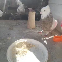 طوقی|پرنده|تهران, اقدسیه|دیوار