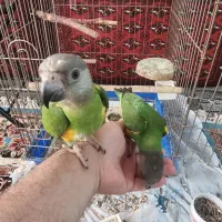 طوطی سنگال۵ماهه (شهرقم)