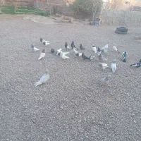 کفتر|پرنده|باخزر, |دیوار