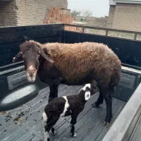 گوسفند بره دار|حیوانات مزرعه|آق قلا, |دیوار